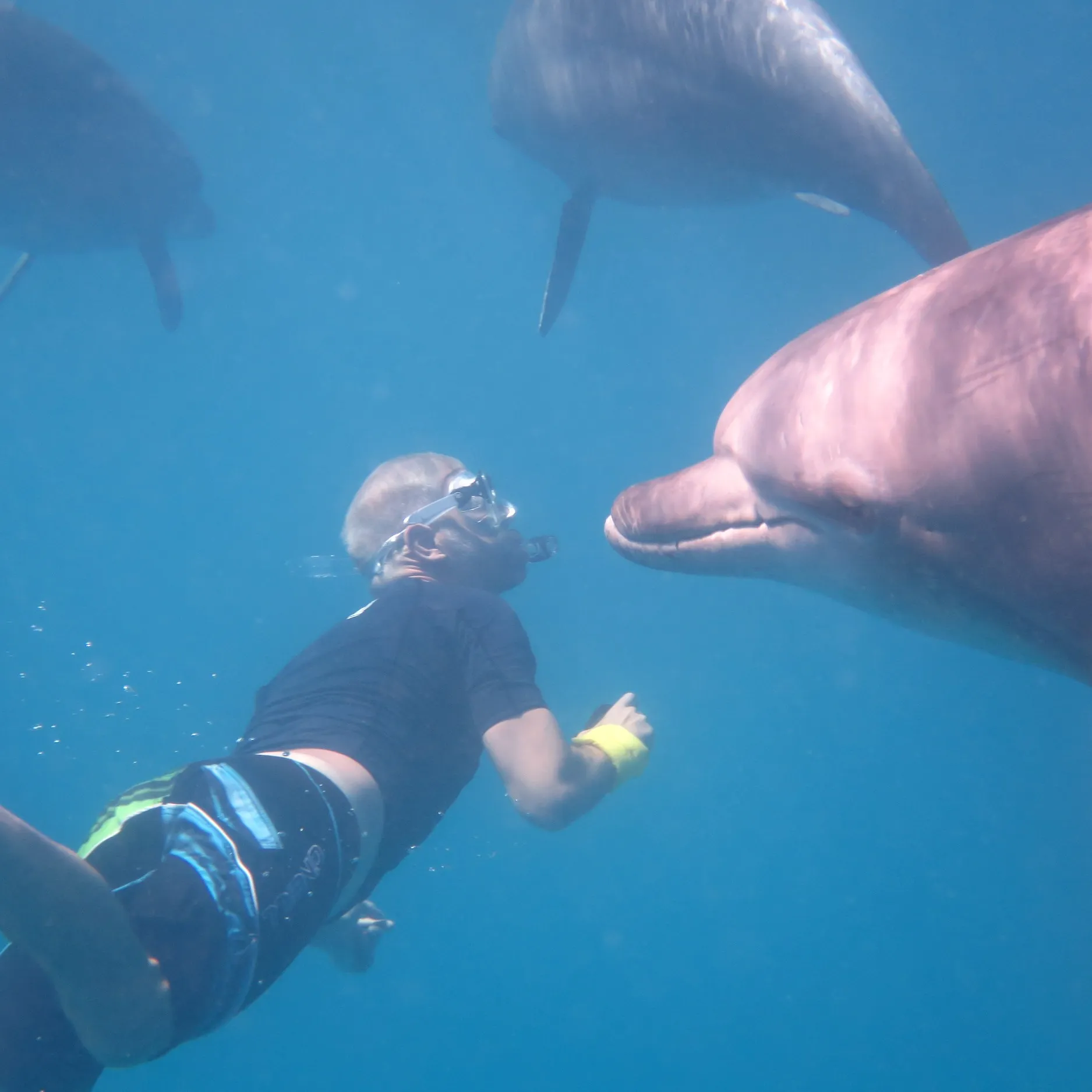 Plongée sous-marine et rencontre avec les dauphins