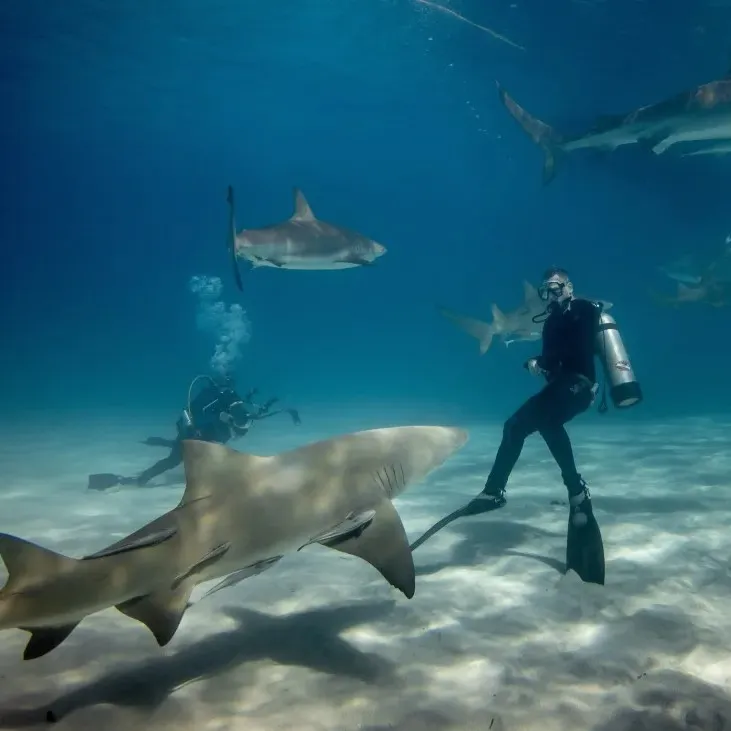 Sortie en haute-mer et rencontre inoubliable avec les requins